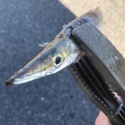 朝マズメのカマス釣り