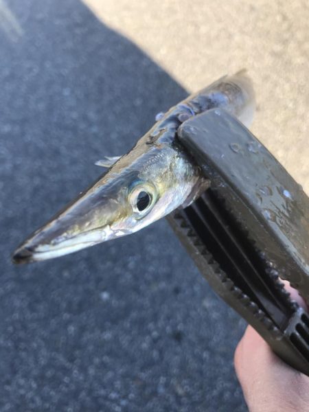 朝マズメのカマス釣り