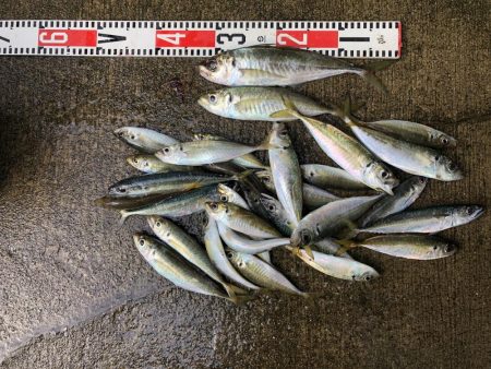 アジ釣り⑩