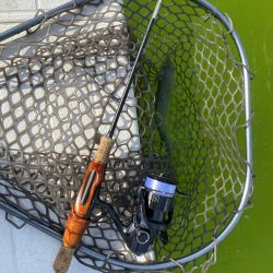 服部緑地そこそこ釣れます。