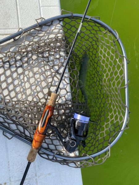 服部緑地そこそこ釣れます。