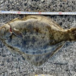 カレイ40オーバーW ＼(^o^)／