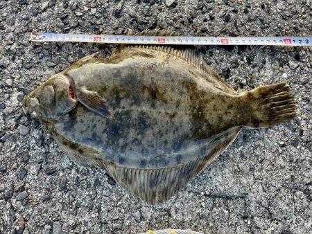 カレイ40オーバーW ＼(^o^)／