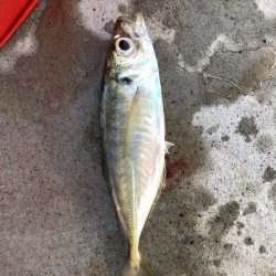 朝マヅメアジング