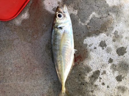 朝マヅメアジング