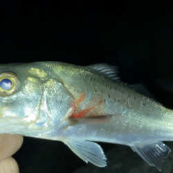 電気ウキでセイゴ釣り