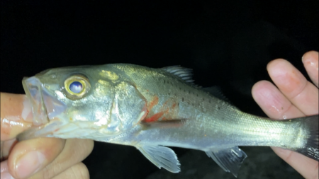 電気ウキでセイゴ釣り