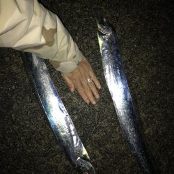 良型太刀魚連発