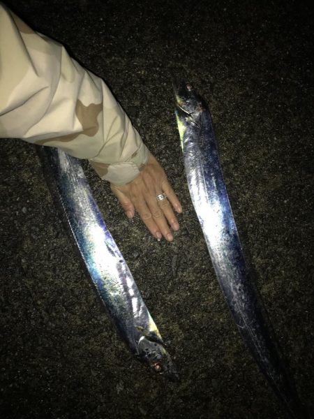 良型太刀魚連発