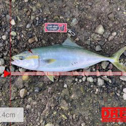 湾奥まで来たよ