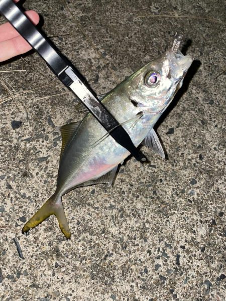 アミパターンアジング