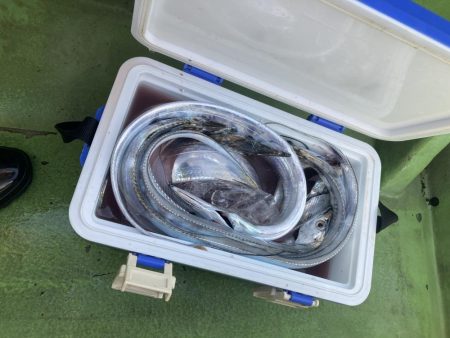 秋タチウオ数型よし