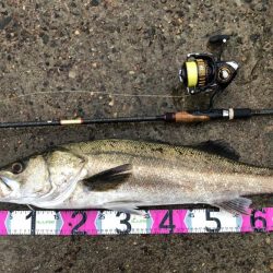 円山川シーバス