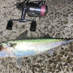 アジ・サバ・メバル