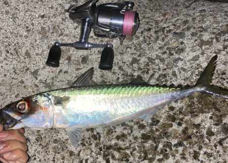 アジ・サバ・メバル