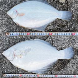 座布団カレイ 記録更新!