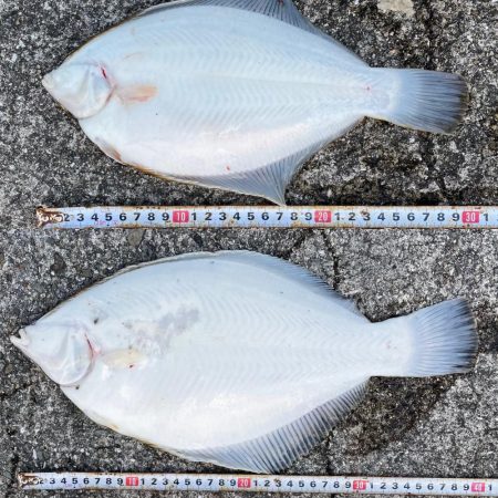 座布団カレイ 記録更新!