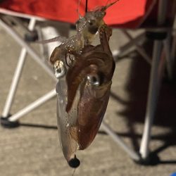 我慢の釣りでした