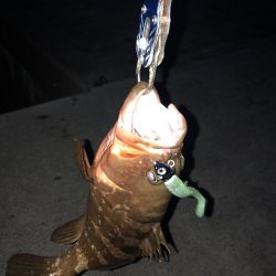 アコウにもダイソーVJ