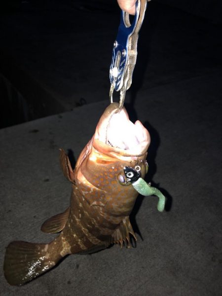 アコウにもダイソーVJ