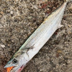 タチウオ・サゴシ