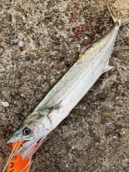 タチウオ・サゴシ