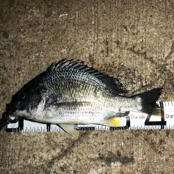 今年初の太刀魚ゲット❗️