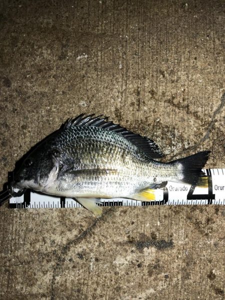 今年初の太刀魚ゲット❗&#x…