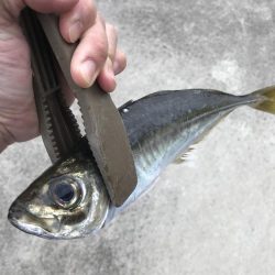 朝マズメに尺アジGET