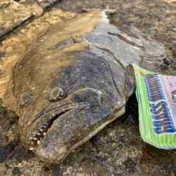 久しぶりのヒラメ