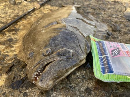 久しぶりのヒラメ