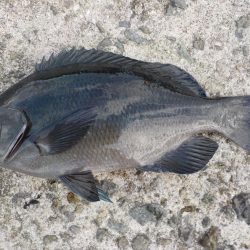 グレシーズン開幕