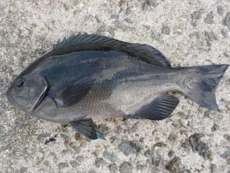 グレシーズン開幕