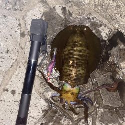 今年は当たり年！？