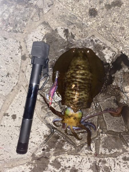 今年は当たり年！？