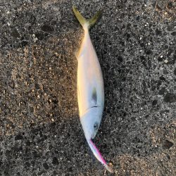 本日も複数安打。