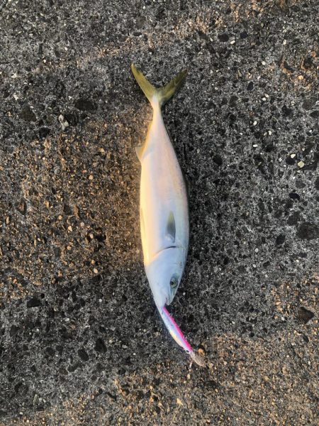 本日も複数安打。