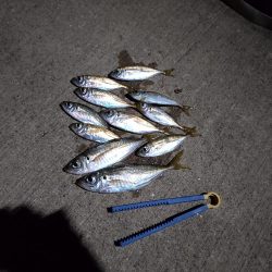 ライトゲーム（アジング）