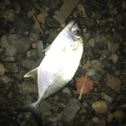 夜メッキ&セイゴ