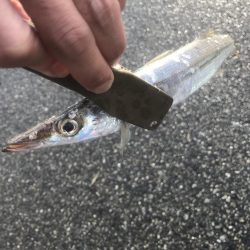 良型カマス好釣‼︎