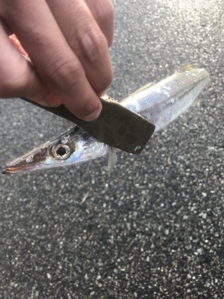 良型カマス好釣‼︎