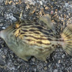 今シーズン初のカワハギ釣り