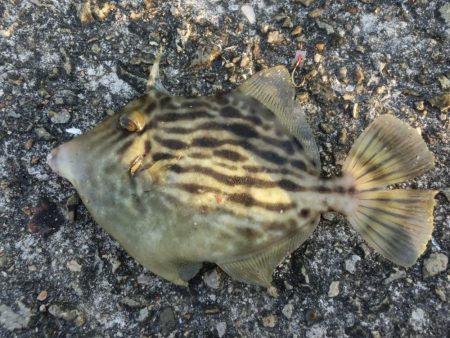 今シーズン初のカワハギ釣り