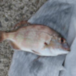 大潮なのに渋い