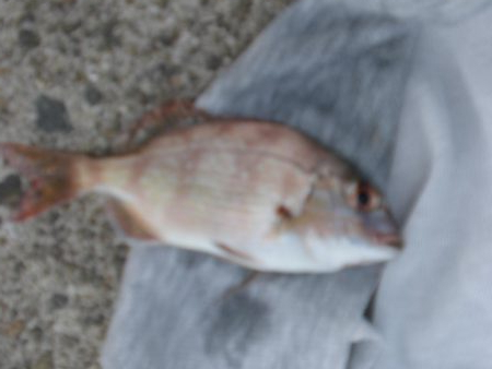 大潮なのに渋い