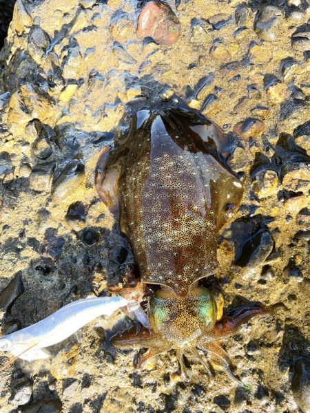 今日もまた❗️