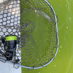 放流翌日の服部緑地