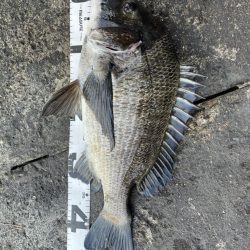 イチノ兄弟、釣果！