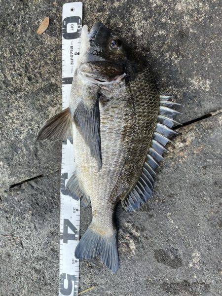 イチノ兄弟、釣果！