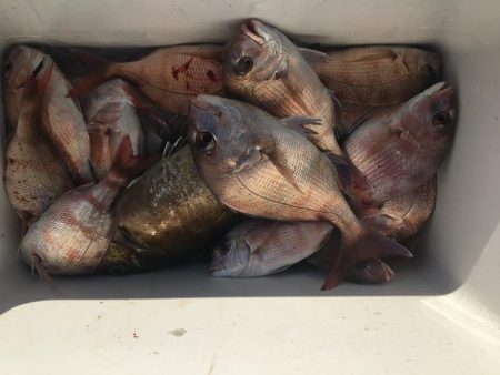 たかたかの釣り日記